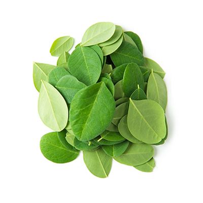 Moringa from Indonesia supplied by Sekumpul Sejahtera - Good Quality Moringa