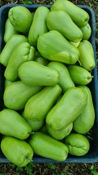 Chayote from Mexico supplied by Premium Fresh Growers, LLC - Unspecified Fresh Chayote