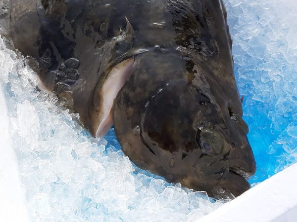 Fresh Halibut from 노르웨이 supplied by NORDIC HALIBUT AS - With Bone 냉동 준치