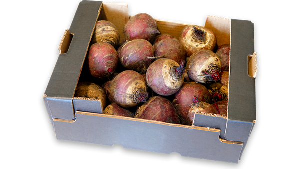 Fresh Beetroot from Spain supplied by El Cortijo Bio SL - Whole Fresh Beetroot