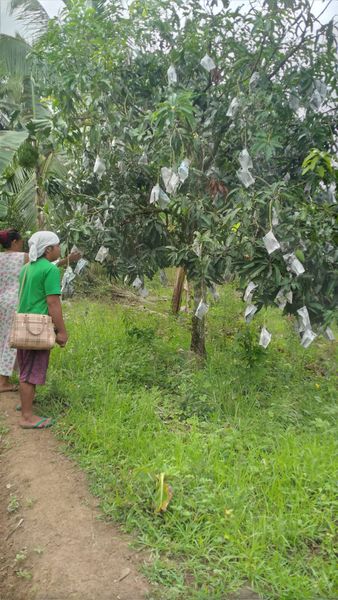Fresh Cebu Mango from Philippines supplied by Monticalvo Harvesting Services - Unwashed Fresh Mango
