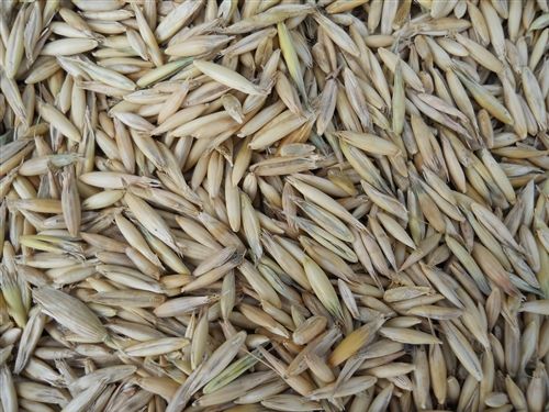 Oat Seed from 미국 supplied by Lakeview Organic Grain - Organic 귀리