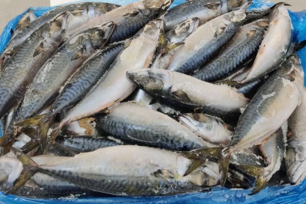 Mackerel from 멕시코 supplied by PROCESOS Y CULTIVOS MARINOS, S.A. DE C.V. - Whole (=In The Round) 냉동 고등어