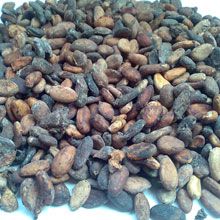 Cocoa Bean from Indonesia supplied by CV. Pagota Sukses Makmur - Black Cocoa Bean