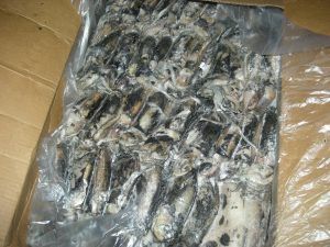 frozen whole squid from Mauritania supplied by Dasna Export - Whole Frozen Squid