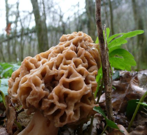 Fresh Morel Mushroom from 프랑스 supplied by PARIS SAVEURS - Small-Medium 곰보버섯