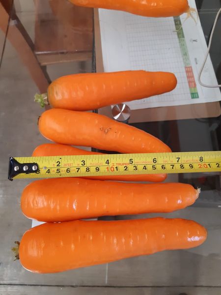 Carrots from 멕시코 supplied by Premium Fresh Growers, LLC - Size: Mediana (=Length 9.5-12.5 cm=Thickness 2-3 cm) 신선 당근