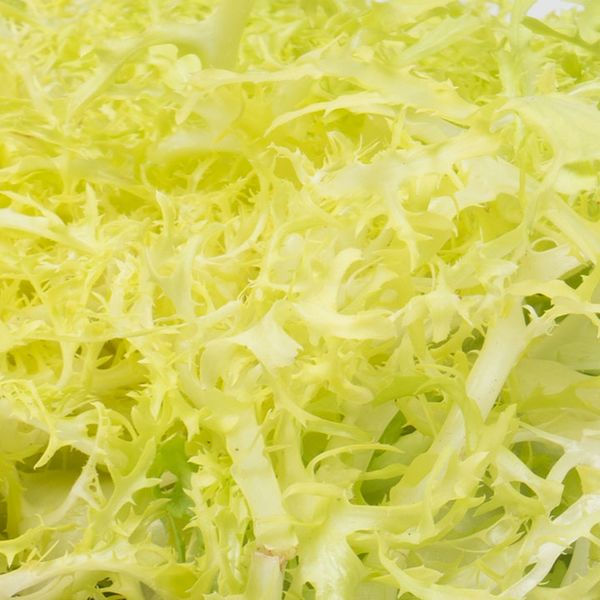 Fresh Endive Frisee from 스페인 supplied by Cuadraspania - Frisee Lettuce 치커리