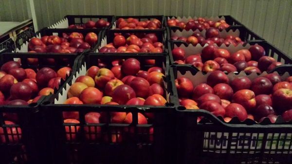 Fresh Nectarine from 그리스 supplied by Marantidis, N., & Co. Medifresh S.A. - Red Skin Color 신선 천도복숭아