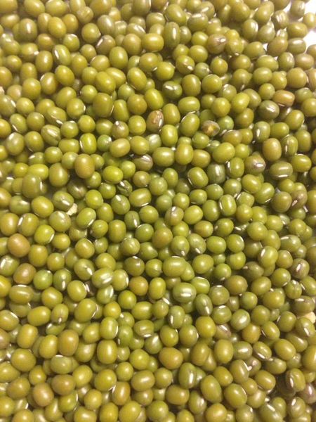 Mung Beans from Australia supplied by Agracom - Fresh (=Chilled) Dried Mung Bean