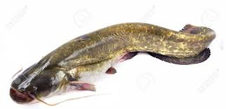 Fresh Catfish from 헝가리 supplied by Biofloc Ltd. - 2500-3000g 냉동 메기 통마리