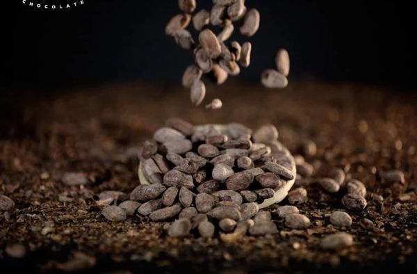 Cocoa Beans from Tanzania supplied by LAPOS Chocolates Kft - Whole Cocoa Bean