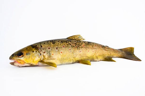 Fresh Brown Trout from 독일 supplied by Forellenhof Nazza - Whole (=In The Round) 냉동 송어