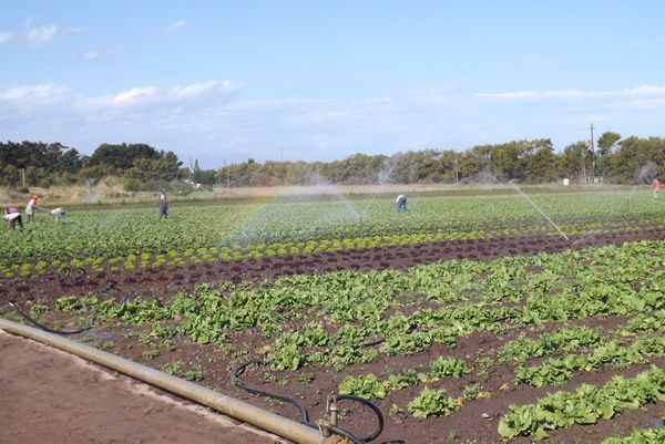 Lettuce from 남아프리카공화국 supplied by UITSIG Farm & Cottages - Green 신선 상추