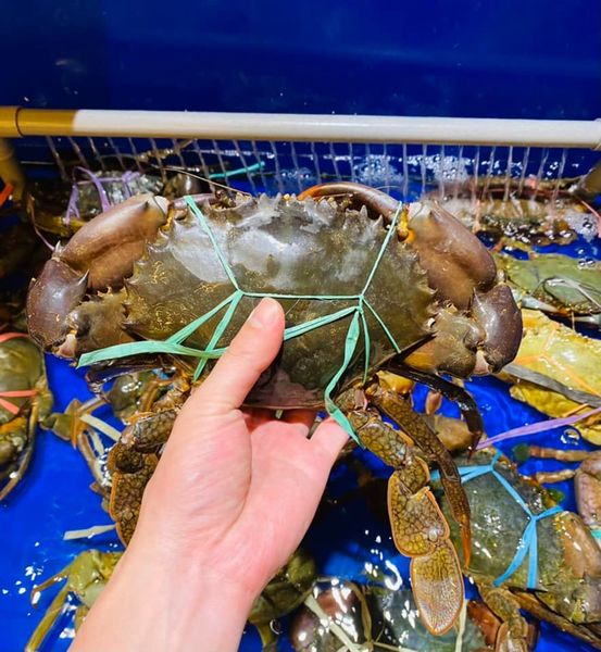 Crab from Malaysia supplied by Sengkee - Whole Frozen Crab