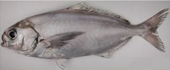 White Warehou from 뉴질랜드 supplied by Sea Jho Company Limited - Frozen 냉동 샛돔