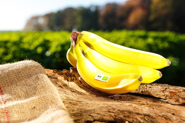 fresh banana from 독일 supplied by Bivano Gmbh - Yellow 신선 바나나