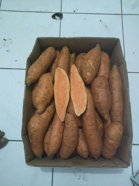 Sweet potato from 인도네시아 supplied by PT. Medan Alam Sentosa Indonesia - Conventional 채소 가공품