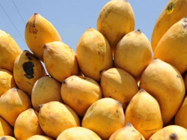 Chonsa Aaam from Pakistan supplied by Rasaz Traders - C (=551~800 g) Fresh Mango
