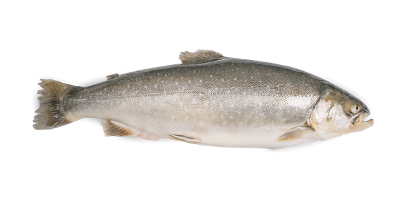 Arctic Char from 아이슬란드 supplied by Matorka - Whole (=In The Round) 냉동 북극 곤들매기