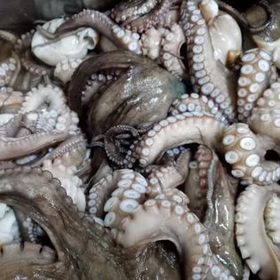 Octopus from 그리스 supplied by TOURNAVITIS SA - Whole 냉동 문어