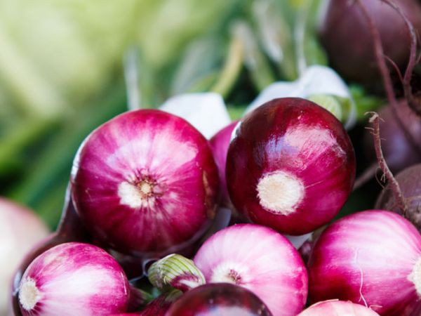 Fresh Onion from Finland supplied by Vorlon Vegetables - Peeled Fresh Onion