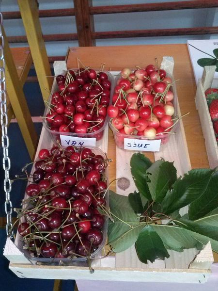 cherry from 보스니아-헤르체고비나 supplied by ZZ "Brka" Brčko - Light Red 신선 체리