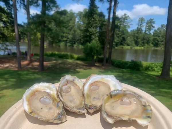 Fresh Oyster from 미국 supplied by Rappahannock Oyster Co. - Whole (=In Shell=Unshucked) 신선 굴