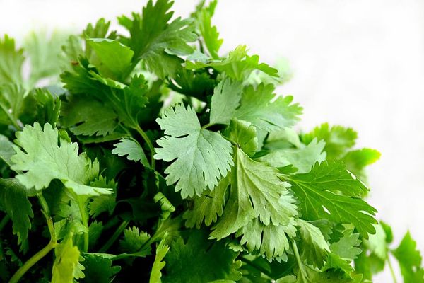 parsley from 이집트 supplied by Nile Herbal - Green 파슬리