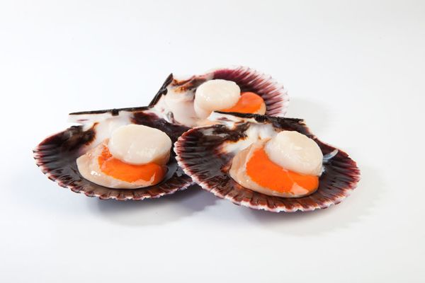 Scallop from Peru supplied by Pacific freezing company S.A.C - Frozen - IQF Frozen Scallop