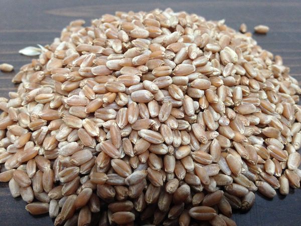 Wheat seed from United Kingdom supplied by Ebbage Seeds Ltd - For Seed Wheat