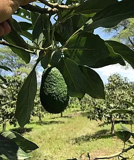 Avocado from Peru supplied by Pronatur S.A.C. - Hybrid - Fuerte Fresh Avocado