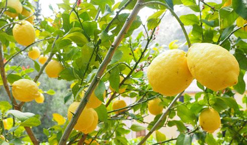 Fresh Lemon from 스페인 supplied by Tonifruit - Fino (=Primofiori=Mesero=Blano=Primofiore) 신선 레몬