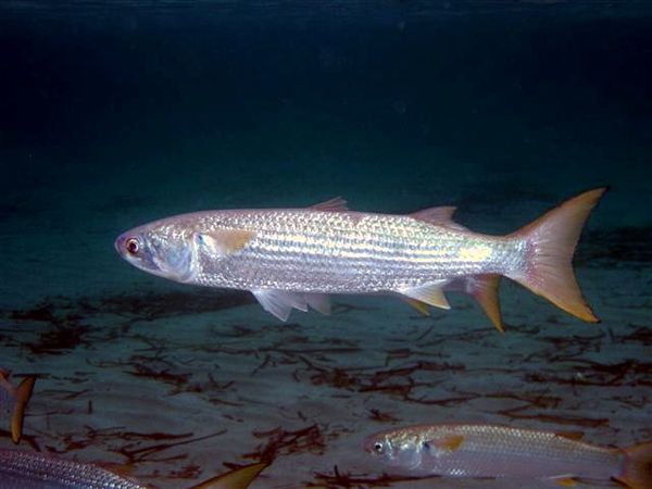 Live Mullet from 그리스 supplied by Eurofarm - Aquaculture of Epirus S.A. - Striped Mullet (=Mugil cephalus=Black mullet=Jumping mullet) 냉동 가숭어