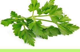 Chervil from 프랑스 supplied by FILS DE MARIUS AUDA - Fresh (=Chilled) 처빌