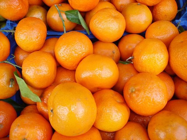 Citrus from Chile supplied by Exportadora Entre Valles - Minneola (=Minneola Tangelo=Honeybell) Fresh Mandarin