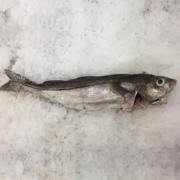 Fresh Haddock from Norway supplied by AS GLEA - Skin On Fresh Haddock