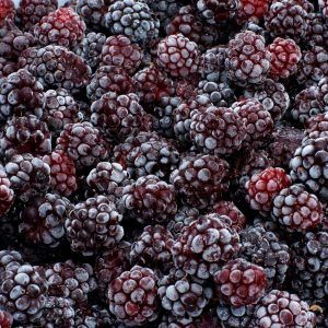 Blackberry from 튀르키예 supplied by Tar-Tas Tarim - Whole 신선 블랙베리