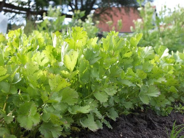 Coriander from 독일 supplied by Wolkensteiner Hof - Whole 고수