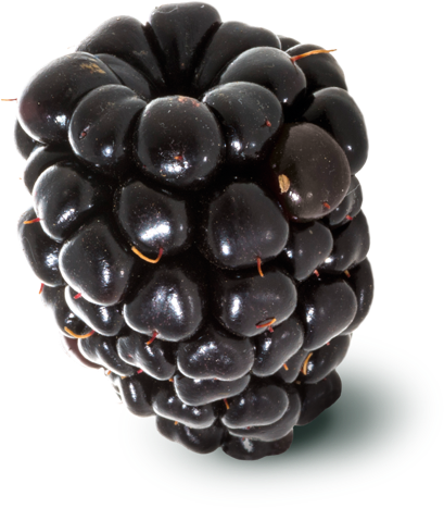Fresh Whole Blackberry from 스페인 supplied by EUROBERRY - Conventional 신선 블랙베리