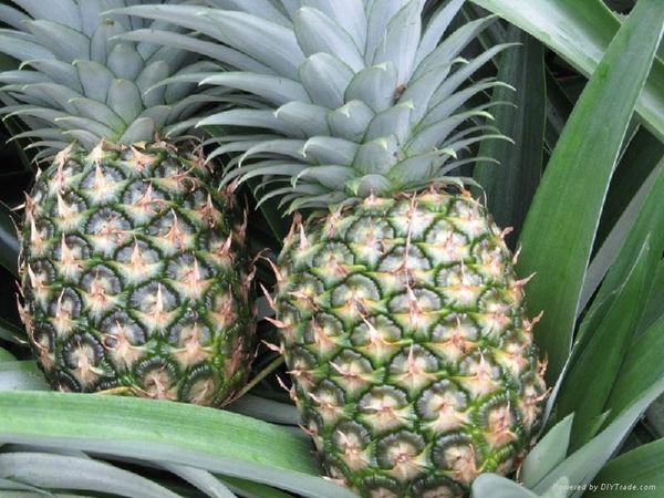 Pineapple from 코스타리카 supplied by Piña Hills - 골든 파인애플 신선 파인애플