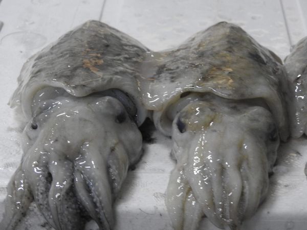 Frozen Whole Cuttlefish from 튀르키예 supplied by Sadiklar Soguk Hava Tesisleri Ve Su Urunleri San. Tic. Ltd. Sti - 원물 냉동 갑오징어