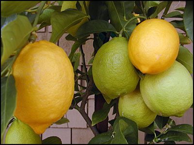 Lemon Oil from 이집트 supplied by BOSTAN Essential Oils - Pale Yellow 레몬 오일