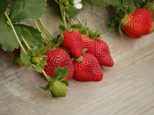 Fresh Strawberry from Netherlands supplied by Nile Green - Conventional Fresh Strawberry