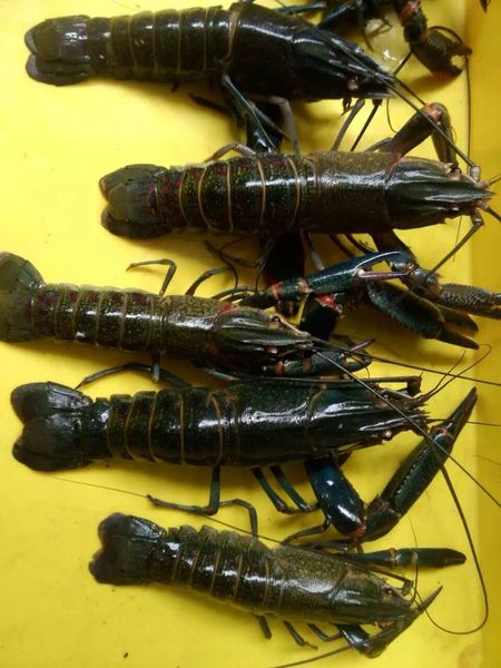 Fresh Water Lobster (Yabbies) from 말레이시아 supplied by Lian Hin Marine Products Supplier - As per customer's request 랍스터 가공품