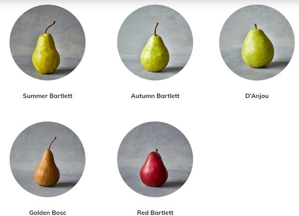 Pear from 미국 supplied by Sbrocco International, Inc. - Golden Bosc 신선 배