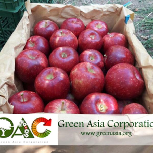 Fresh Apple from 이란 supplied by Green Asia Corporation - Red 신선 사과