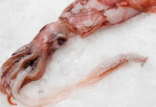 Giant Squid from Peru supplied by Industrial Pesquera Santa Monica S.A. - Giant Squid (=Dosidicus Gigas=Humboldt Squid) Frozen Squid