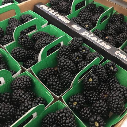 Blackberry from 프랑스 supplied by Maison Rolandeau - Black 신선 블랙베리