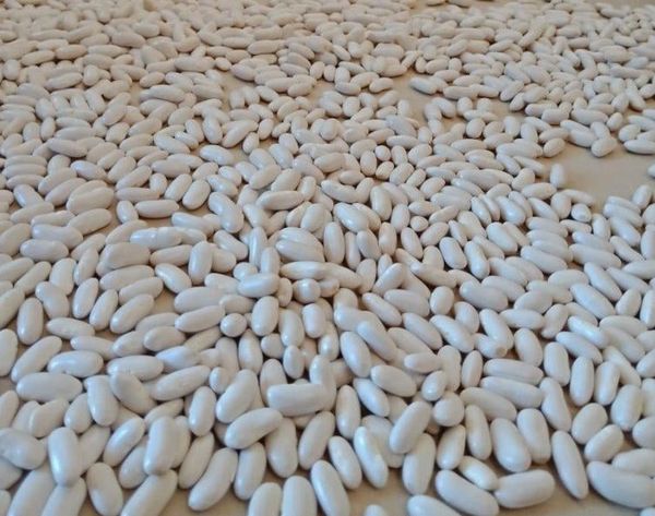 White Kidney Bean from 이집트 supplied by AL HAYAH FOR IMPORT AND EXPORT - 카넬리니 말린 강낭콩